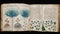 Enigmatic Pages: Unveiling the Mysteries of the Voynich Manuscript