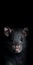 Enigmatic Rat Portrait On Black Background In 8k Resolution