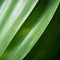 Enigmatic Tropics: Close-up Image Of Yucca Leaf In Organic Composition