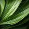 Enigmatic Tropics: A Close-up Of A Yucca Leaf In Organic Contours