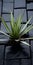 Enigmatic Tropics: Yucca Plant On Dark Floor With Brick Pattern