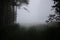 Enigmatic Whispers: Moody Summer Forest Scenery Shrouded in Fog