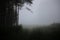 Enigmatic Whispers: Moody Summer Forest Scenery Shrouded in Fog