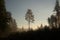 Enigmatic Whispers: Moody Summer Forest Scenery Shrouded in Fog