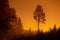 Enigmatic Whispers: Moody Summer Forest Scenery Shrouded in Fog