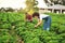 They enjoy the field work. a young farm couple working the fields.