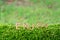 Enjoy word letters on green moss