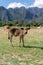 Enjoying the countryside of vang vieng in laos. Very peacefull surrounding outside the busy city. Relaxing with the cows