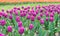 Enjoying every moment. Spring season travel. Colorful spring tulip field. violet vibrant flowers. beauty of nature