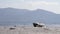 Enjoying a happy life, a small cute dog tumbles on the shore of the lake against the background of mountains.