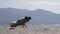 Enjoying a happy life, a small cute dog tumbles on the shore of the lake against the background of mountains.