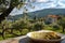 Enjoying a Slice of Cheese and Croatian Olives with a Rustic Countryside View Perfect for Gourmet Travel