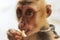 Enjoying some sweet fruit. Closeup of a Thai macaque eating a piece of fruit.