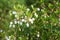 Enkianthus perulatus flowers