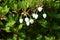 Enkianthus perulatus flowers