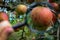 An enlarged apple on a branch with a few bitter spots on the fruit of the apple. Research of apples in a branch on certain