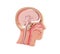 Enlarged image 3D of anatomical illustration of the empty human head.