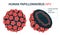 An enlarged schematic structure of papilloma virus