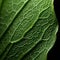 Enlarged Snapdragon Leaf With Water Droplets - Uhd Close Up Image