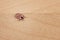 Enlarged tick on wood