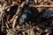Enlarged view of a black beetle, Geotrupes stercorarius, grawling on the ground in sunshine