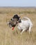 Enlgish Setter with Sharptailed Grouse