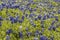 Ennis Texas Bluebonnet Field on Farm