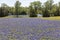 Ennis Texas Bluebonnet Field on Farm