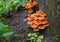 Enoki or Enokitake mushrooms on a dead tree trunk. Flammulina velutipes