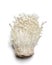 Enoki Mushroom