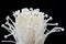 enoki mushrooms