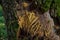 Enoki mushrooms on the poplar tree