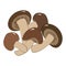 Enoki or shiitake mushrooms are edible Japanese mushrooms-an ingredient for ramen noodle soup. Vector illustration in