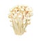 Enokitake, enoki mushroom, velvet shank, golden needle mushroom, edible mushroom in the family Physalacriaceae, Japanese