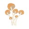 Enokitake mushroom on white