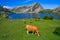 Enol lake at Picos de Europa in Asturias Spain