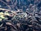 Enormous amount of tadpoles in lake in National Park Lure, Albania