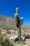 Enormous big cactus Cadron