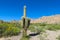 Enormous big cactus Cardon