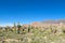 Enormous big cactus field