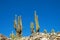 Enormous big cactus los Cardones in Tilcara