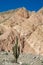 Enormous big cactus in the mountains