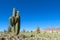 Enormous big cactus in the mountains