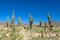 Enormous big cactus valley los Cardones