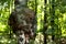 Enormous birch chaga mushroom growing on birch trunk. Used for healing tea in folk medicine. Strong antioxidant