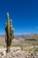 Enormous cactus in Argentina