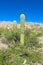 Enormous cactus in Argentina