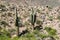 Enormous cactus in Argentina