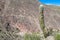 Enormous cactus in Argentina