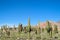 Enormous cactus valley in Argentina